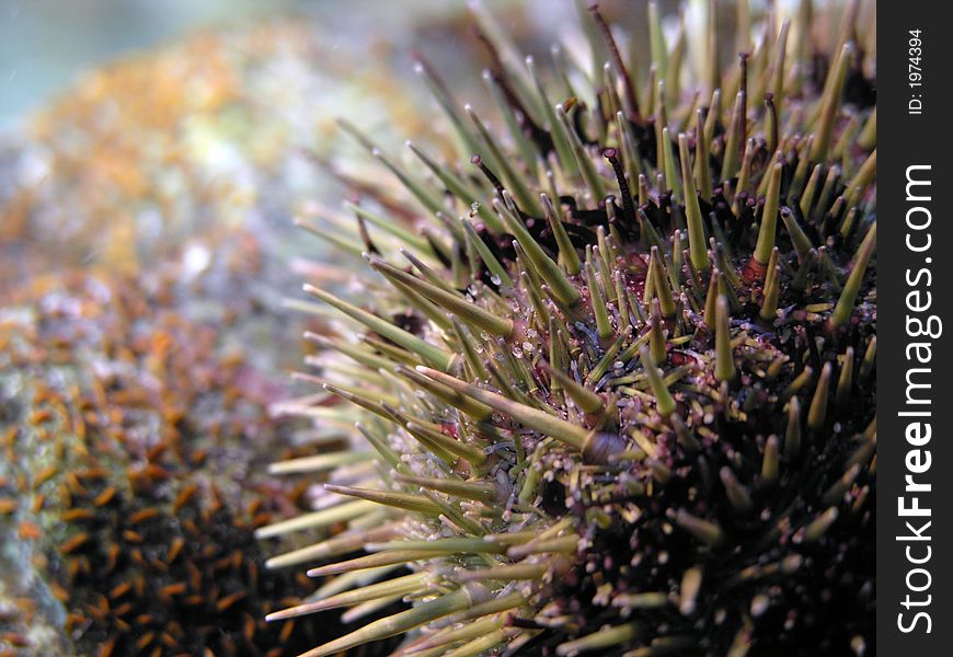 Sea Urchins are also known as Whore's Eggs. Sea Urchins are also known as Whore's Eggs