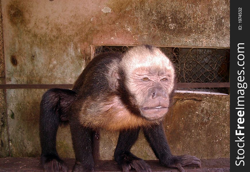 Amazon Brazilian Monkey - Wild nature