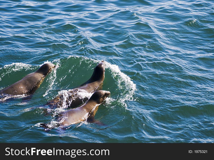 Three sea lions heading out to the open ocean