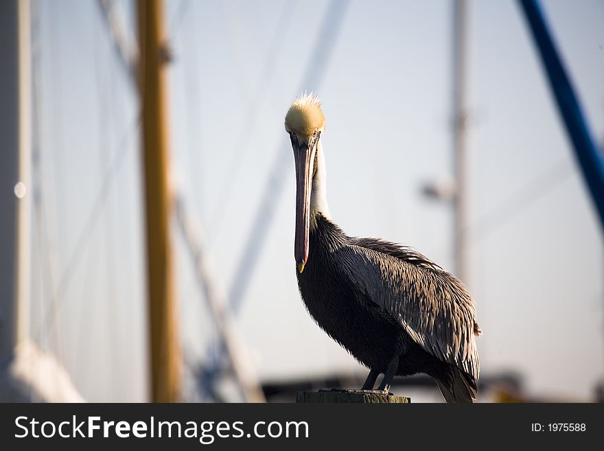 Pelican in marina in Florida on a cold day. Pelican in marina in Florida on a cold day