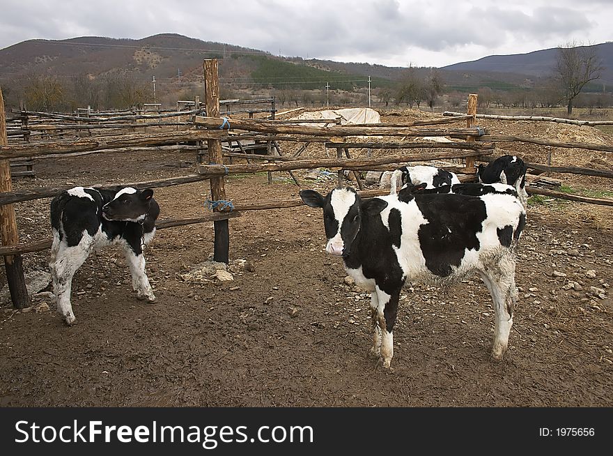 Young cows in a small farm. Young cows in a small farm