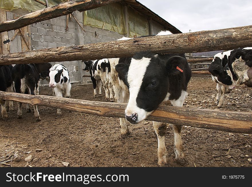 Young cows in a small farm. Young cows in a small farm