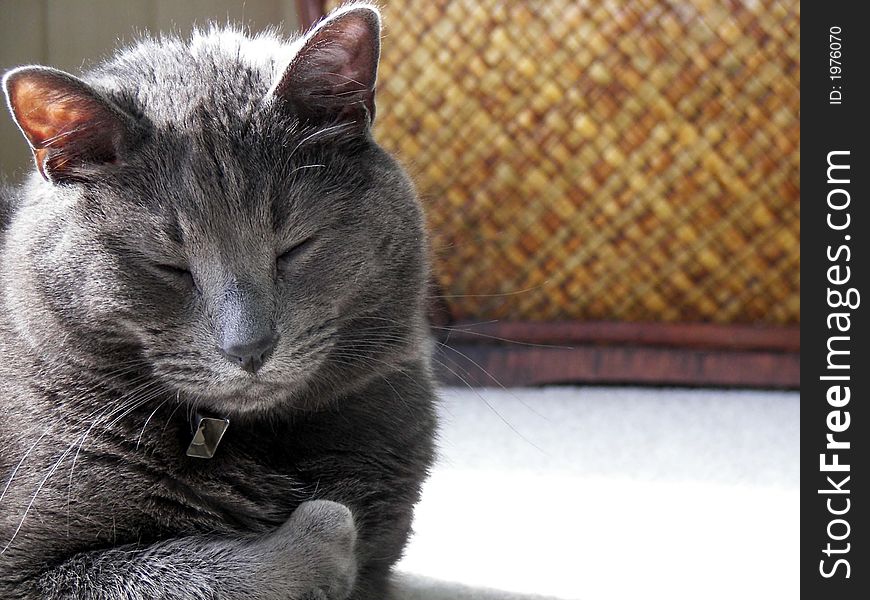 Domestic short-haired cat napping in the sunshine