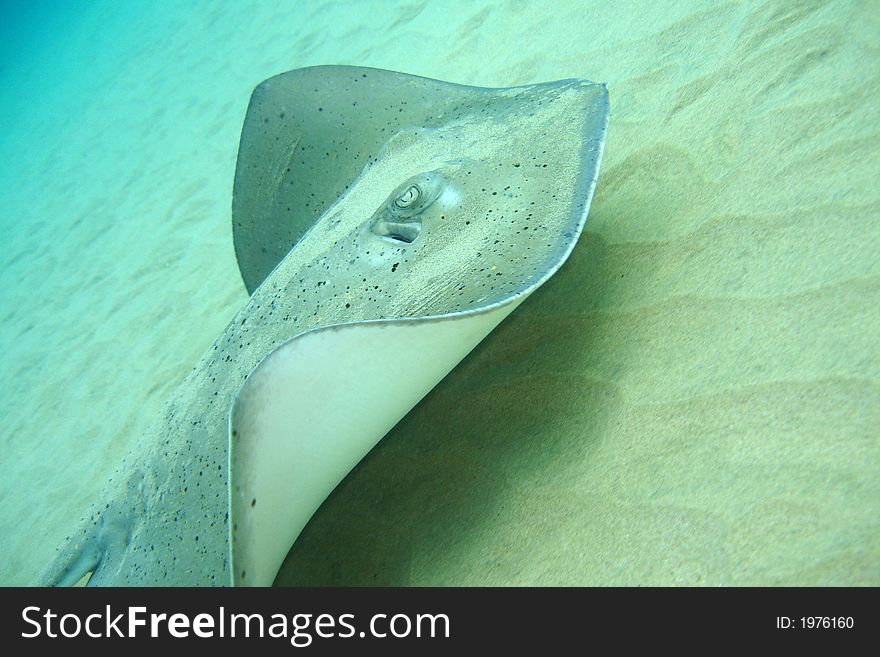 A ray swimming right next to the sand.