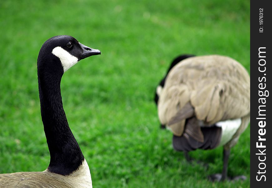 Canadian Geese in the grass. Canadian Geese in the grass