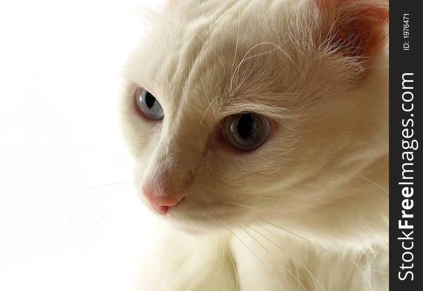 Beautiful white cat on a white background
