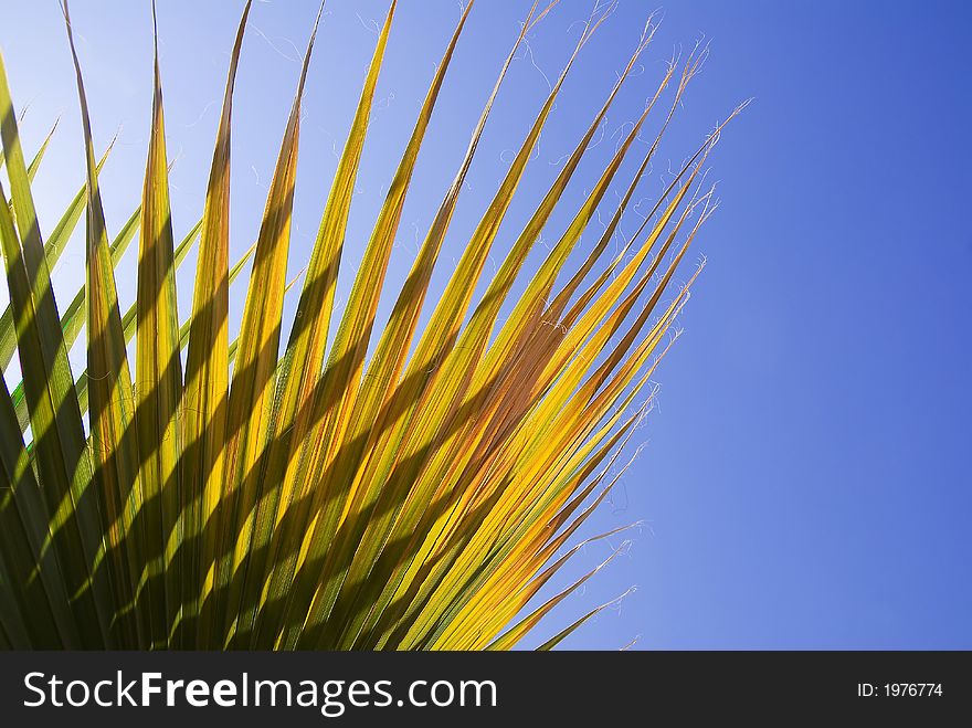 Palm Leaf with blue sky space for copy