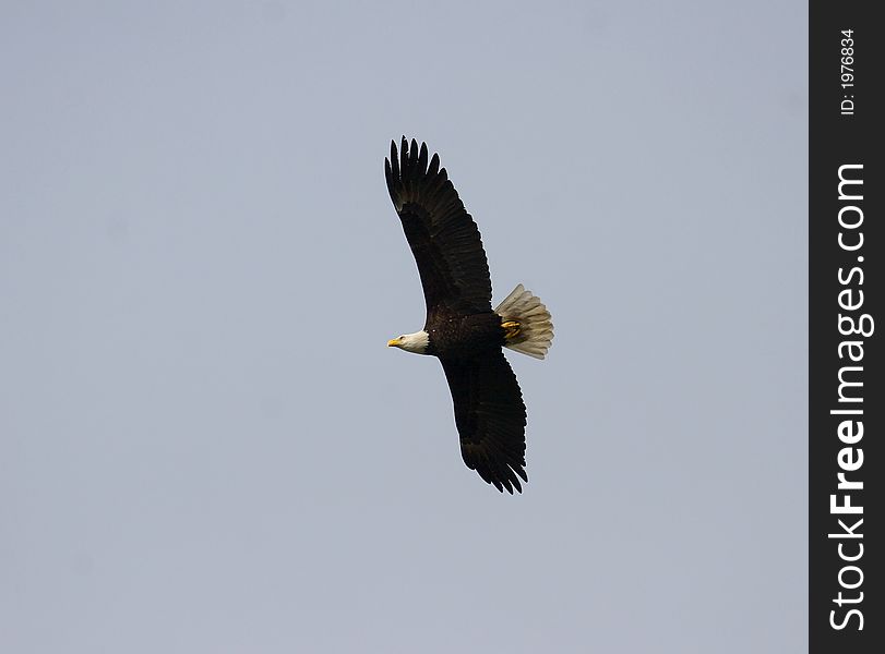 American bald eagle circling over prey. American bald eagle circling over prey