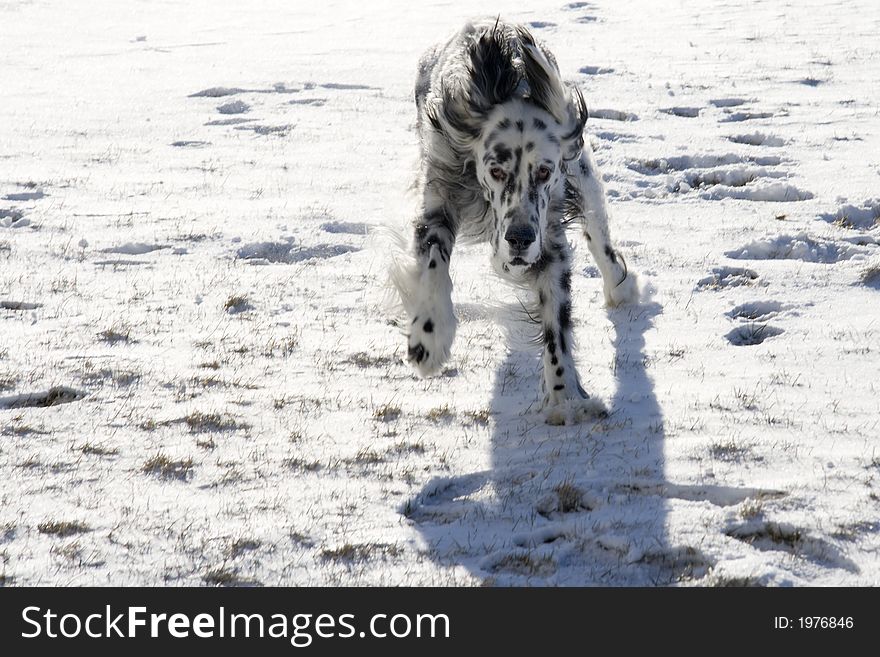 An English Setter running in the snow. An English Setter running in the snow