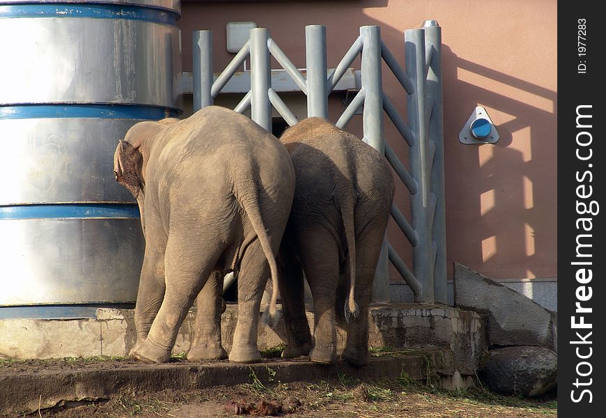 The Elephants dance in zoo.