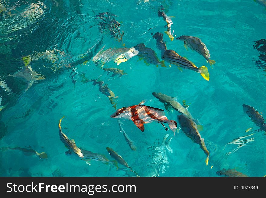 Saltwater fish being fed beside a boat showing the white sandy bottom below the beautiful clear water. Saltwater fish being fed beside a boat showing the white sandy bottom below the beautiful clear water