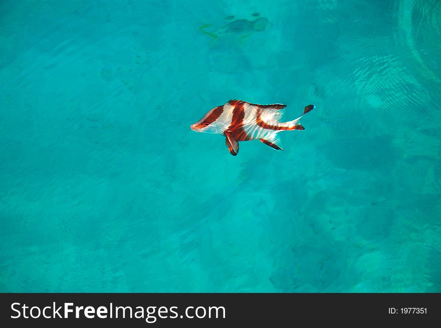 Feeding the fish along side a boat in the ocean, with the sun shining through the beautiful clear water to show the white sandy bottom below