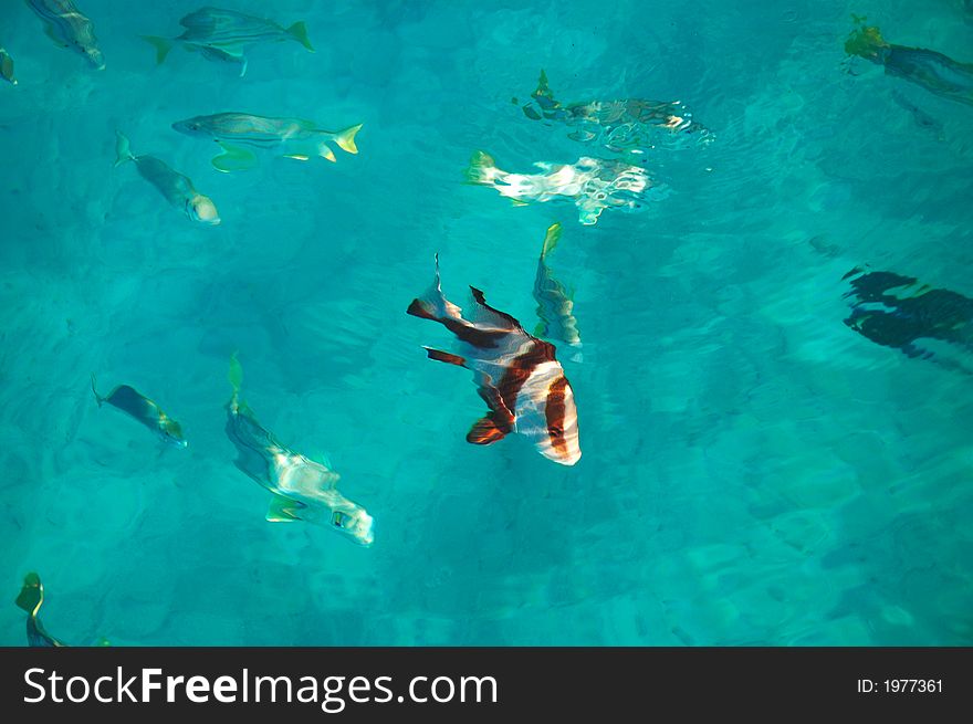 Saltwater fish being fed at the side of a boat on a beautiful clear day showing the white sandy bottom below them. Saltwater fish being fed at the side of a boat on a beautiful clear day showing the white sandy bottom below them