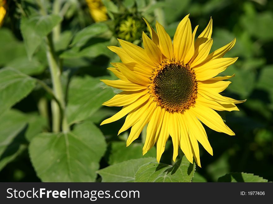 Beautiful Sunflowers and an green field