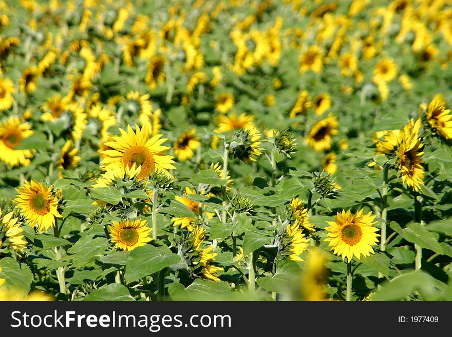 Beautiful Sunflowers and an green field