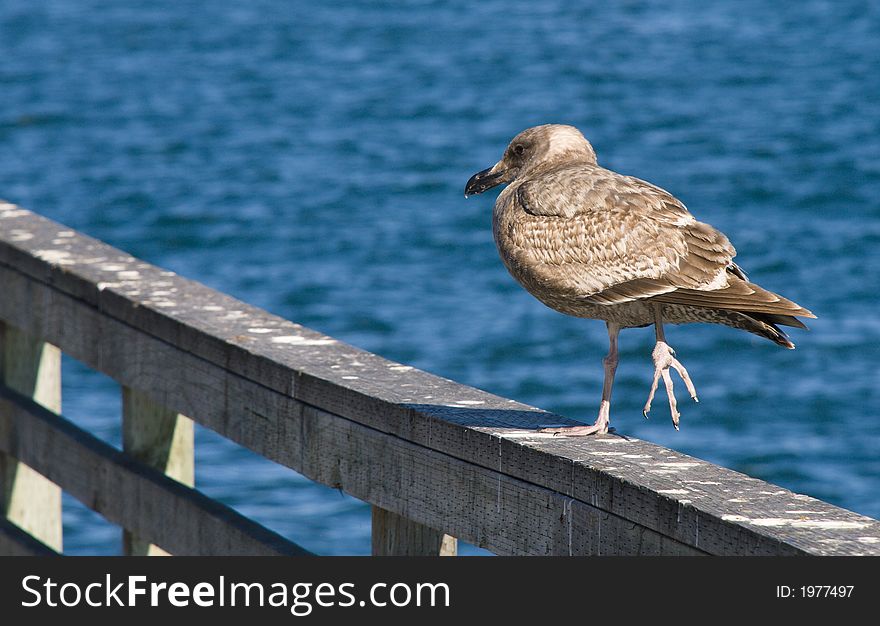 Juvenile seagull perched on the railing of a peir. Juvenile seagull perched on the railing of a peir