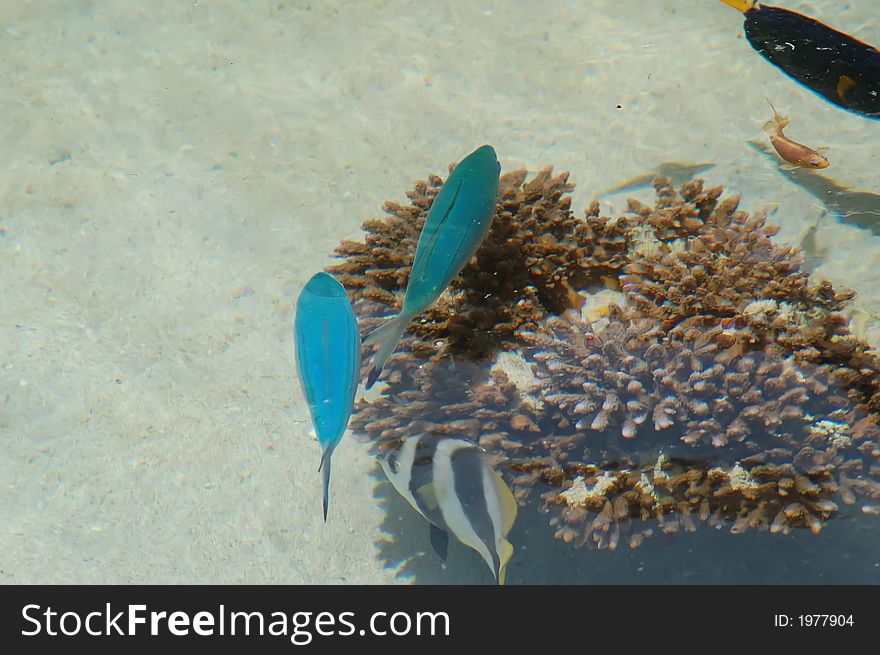 The little fishes and coral in red sea