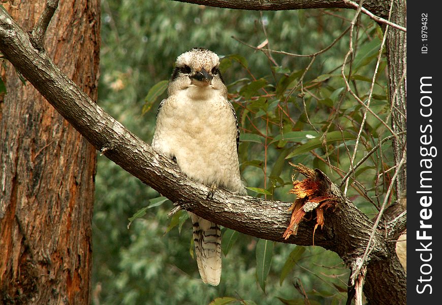 Kookaburra sitting on a branch