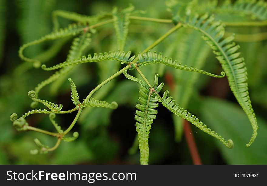 Fern tree without flower showing delicate curvy leaf. Fern tree without flower showing delicate curvy leaf