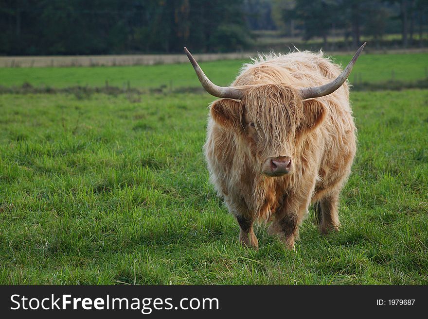 A large highland bull on a field, looking at the camera. A large highland bull on a field, looking at the camera.