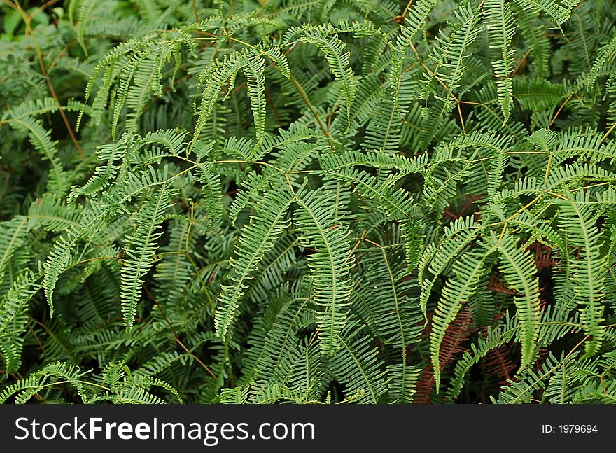 Fern tree without flower showing delicate curvy leaves. Fern tree without flower showing delicate curvy leaves