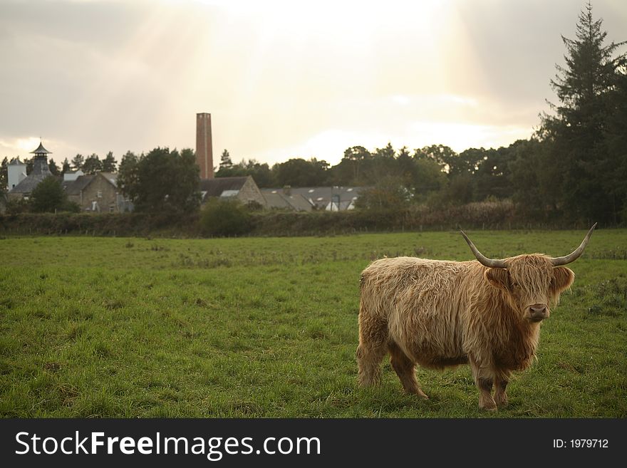 A large Highland bull on a green field looking straight into the camera with the sun rays behind it. A large Highland bull on a green field looking straight into the camera with the sun rays behind it.