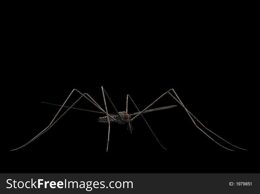 A mosquito close-up isolated on a black background.