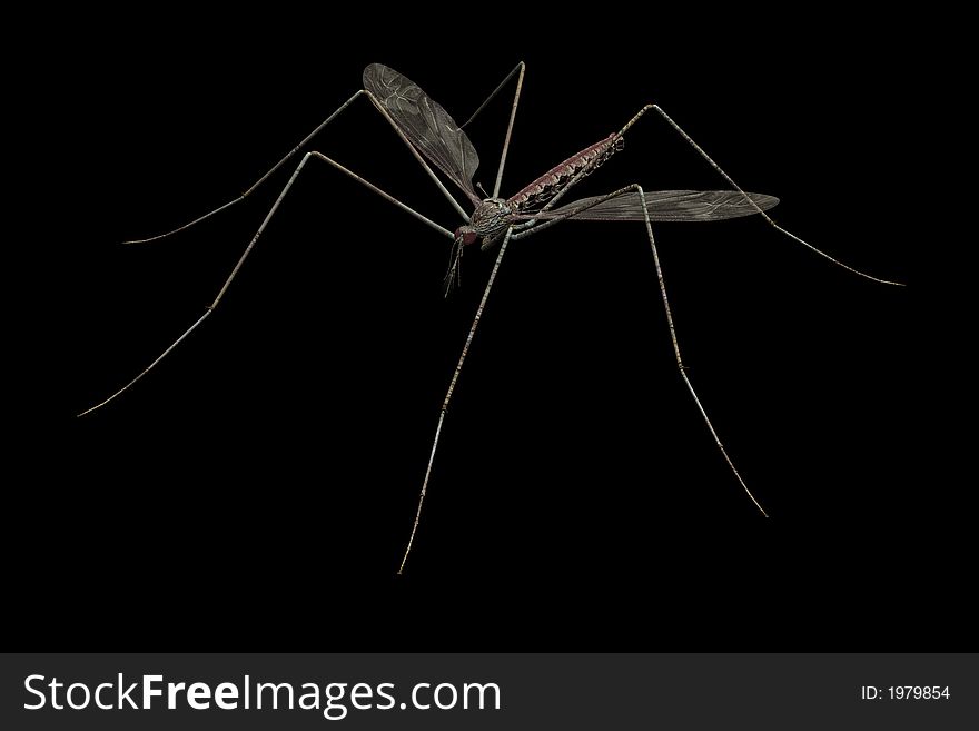 Mosquito