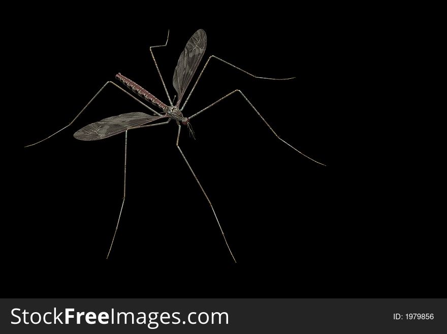 A mosquito close-up isolated on a black background viewed from above.