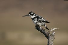 Pied Kingfisher Royalty Free Stock Image Pied Kingfisher Royalty Free Stock Image