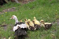 Duck And Ducklings Stock Photo