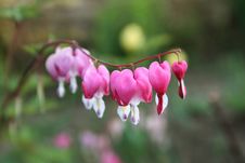 Dicentra Spectabilis Royalty Free Stock Image