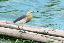 Javan Pond Heron Royalty Free Stock Photos Javan Pond Heron Royalty Free Stock Photos