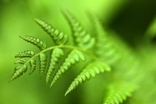 Green Fern Royalty Free Stock Images