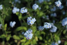 Forget-me-not Flowers Royalty Free Stock Images Forget-me-not Flowers Royalty Free Stock Images