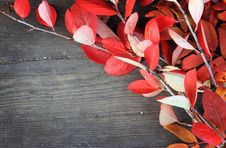 Autumn Background With Leaves Stock Photography Autumn Background With Leaves Stock Photography