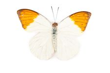 Yellow And Orange Butterfly Hebomoya Glaucippe Royalty Free Stock Photo