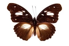 Brown And White Butterfly Hypolimnas Dinarcha Royalty Free Stock Photos Brown And White Butterfly Hypolimnas Dinarcha Royalty Free Stock Photos