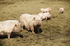 Family Of Pigs Royalty Free Stock Image Family Of Pigs Royalty Free Stock Image