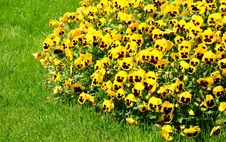 Pansy Flowers Royalty Free Stock Photo Pansy Flowers Royalty Free Stock Photo