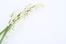 Lily Of The Valley Royalty Free Stock Photo Lily Of The Valley Royalty Free Stock Photo