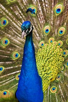 Indian Blue Peacock Royalty Free Stock Images Indian Blue Peacock Royalty Free Stock Images