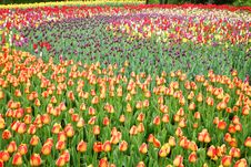 Field With Tulips Royalty Free Stock Photo
