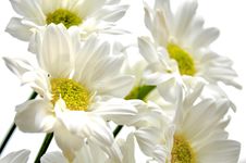 Beautiful White Daisy Stock Photos