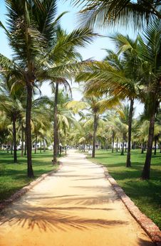 Palm Tree Trail Stock Image Palm Tree Trail Stock Image