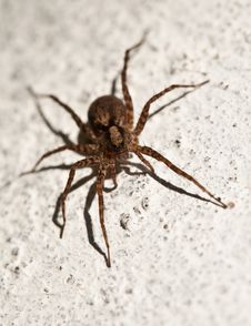 Spider Royalty Free Stock Photo Spider Royalty Free Stock Photo