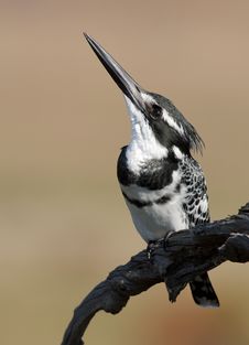 Pied Kingfisher Royalty Free Stock Photos Pied Kingfisher Royalty Free Stock Photos
