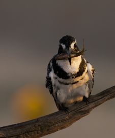 Pied Kingfisher Stock Photo Pied Kingfisher Stock Photo