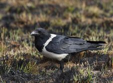 Pied Crow Royalty Free Stock Photo Pied Crow Royalty Free Stock Photo
