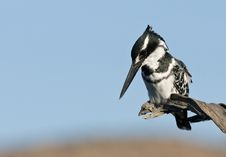 Pied Kingfisher Royalty Free Stock Image Pied Kingfisher Royalty Free Stock Image